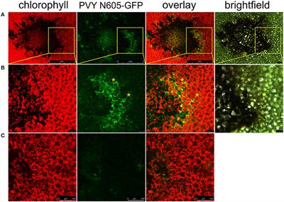 Cell Death Is Not Sufficient for the Restriction of Potato Virus Y Spread in Hypersensitive Response-Conferred Resistance in Potato